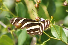 Illiberis zama - Zebrafalter (Zebra)